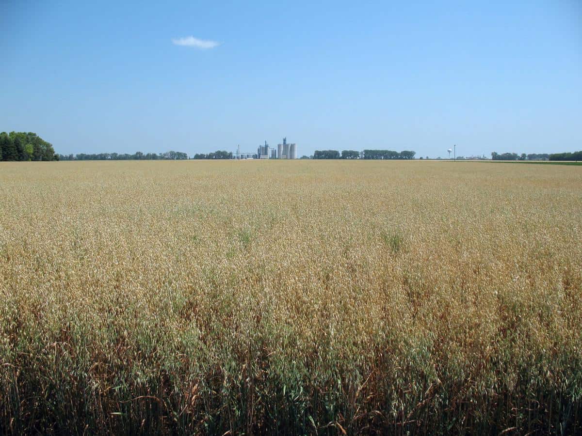Facts About Feeding Oats to Cows