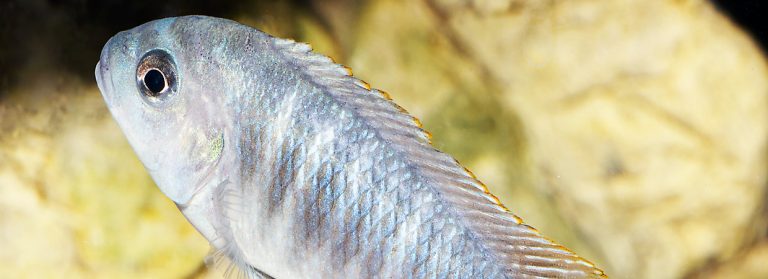 Best Frozen Food For African Cichlids
