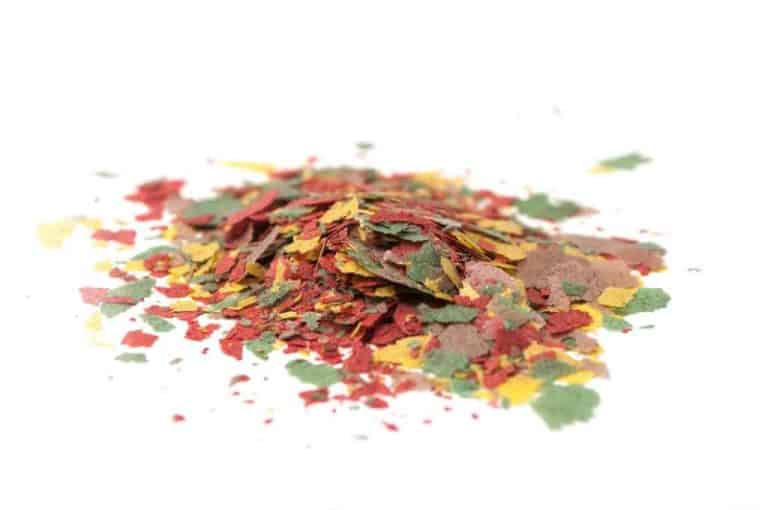 Betta Fish – Can Betta Fish Eat Goldfish Flakes