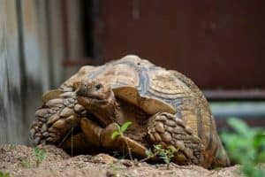 Can Tortoises Eat Asparagus