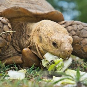 What Do Pet Tortoises Eat? - Pet Food Guide