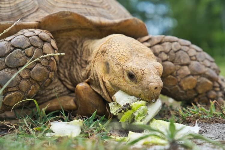 Can Tortoises Eat Parsley
