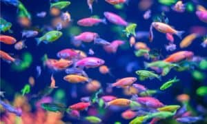 Do Glofish Eat Tropical Flakes