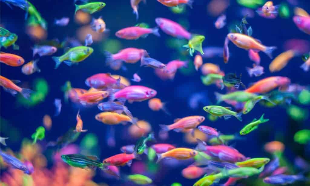 Do Glofish Eat Tropical Flakes
