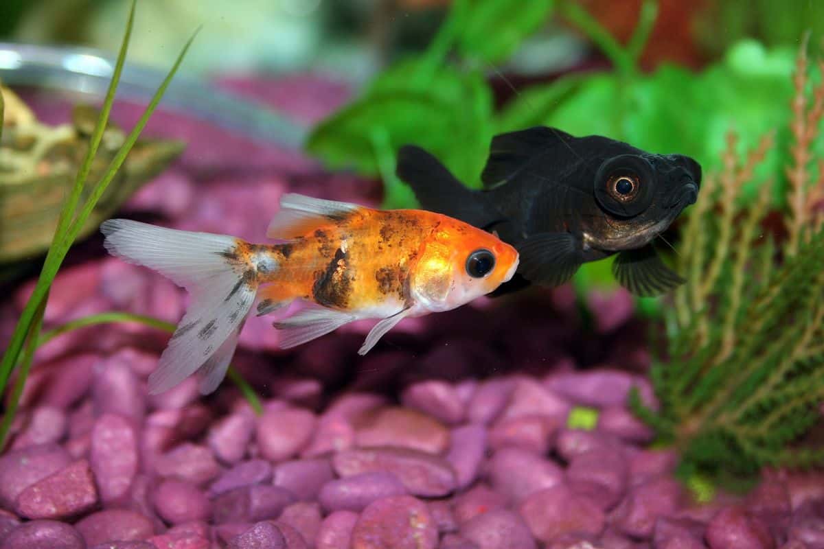 Best Food to Feed Tropical Fish