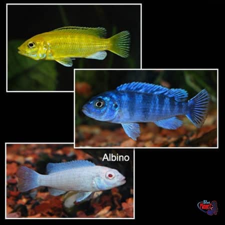 Demasoni Cichlid Food
