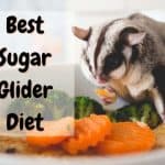 Everyday Food For Bearded Dragons