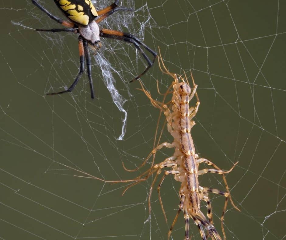 What Eats Spiders in Houses?