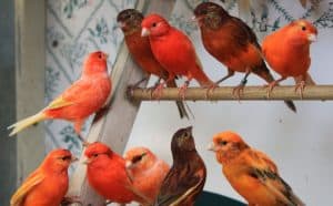Feeding Canaries Red Peppers