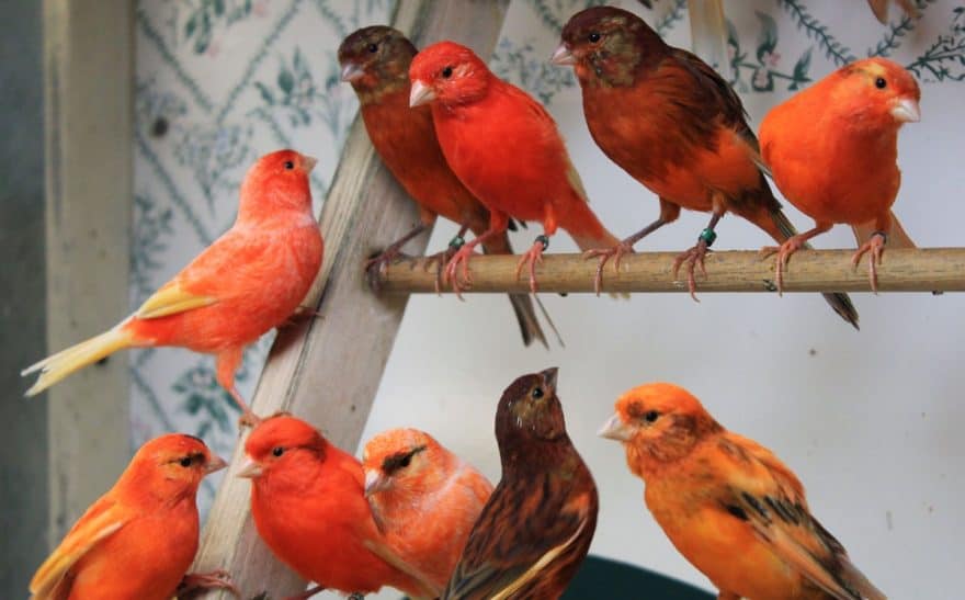 Feeding Canaries Red Peppers