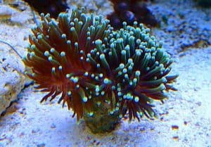 Feeding Torch Coral