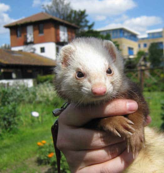 Ferrets and Rabbits Pet Food Guide