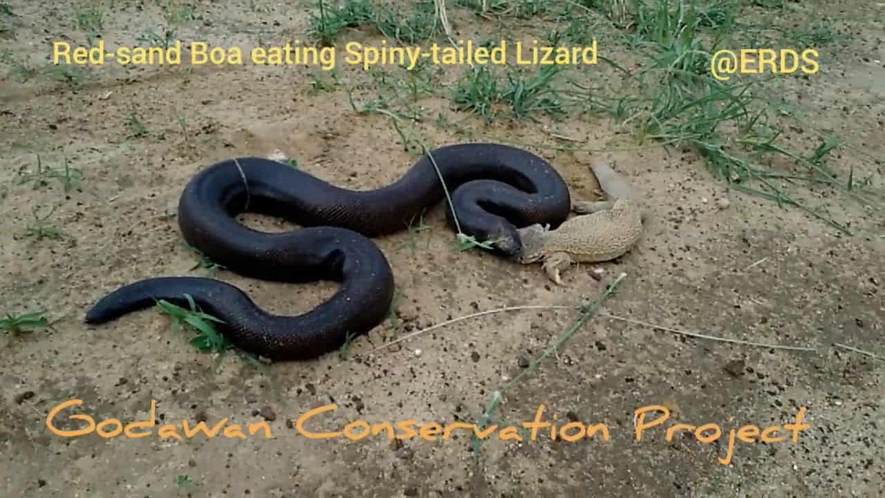 Choosing Sand Boa Food