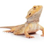 Fruits Safe For Bearded Dragons Fruits Safe For Bearded Dragons
