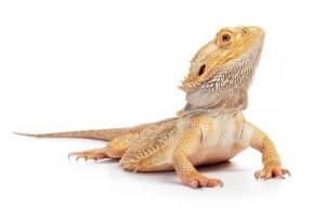 Fruits Safe For Bearded Dragons