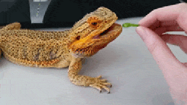 Feeding Insects to Your Bearded Dragon