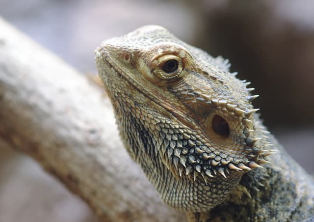 Greens Safe For Bearded Dragons