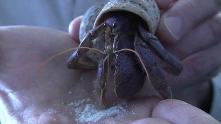 Hermit Crab Diet – What Do Hermit Crabs Eat and Drink