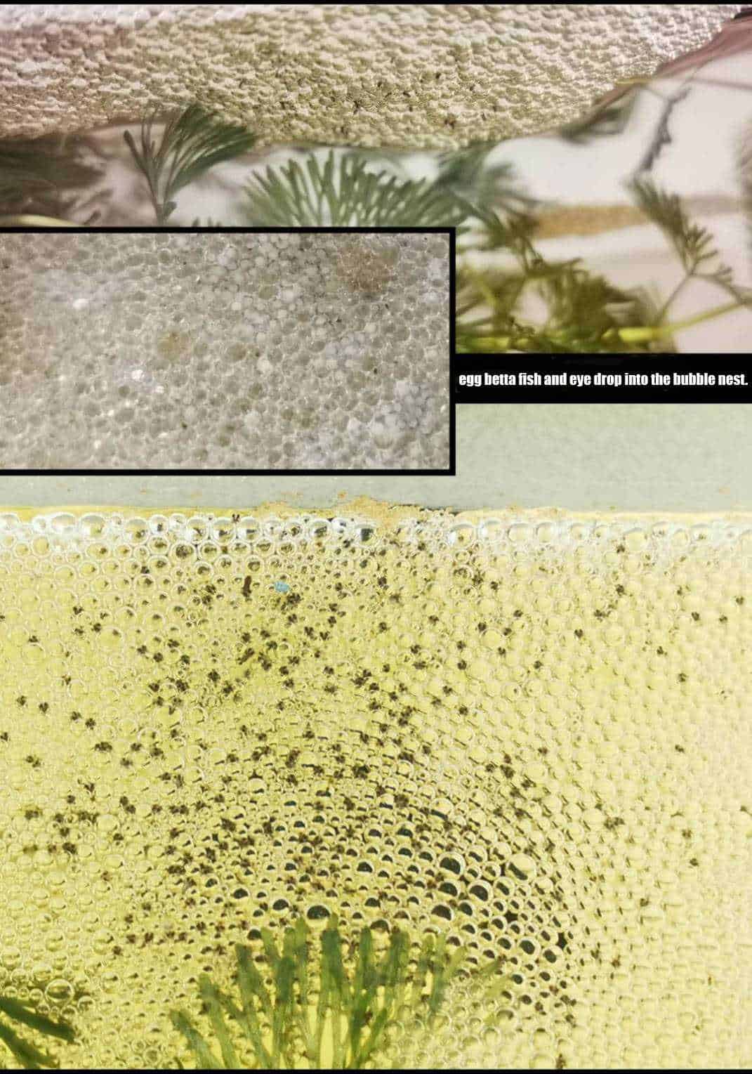 Hermit Crabs Can Eat Eggs Pet Food Guide