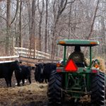 How Much Hay Does a Cow Eat in the Winter