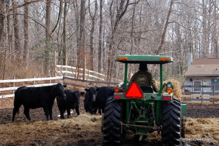 How Much Hay Does a Cow Eat in the Winter