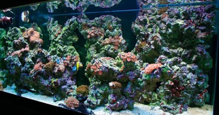 How to Make Your Own DIY Coral Food