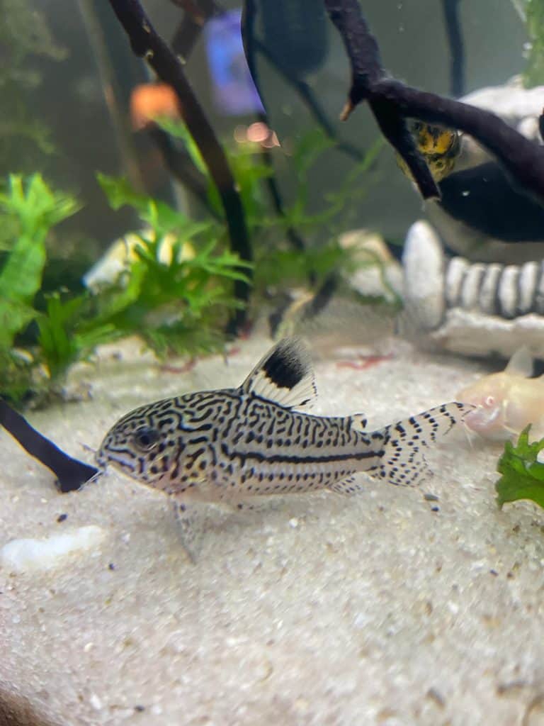 Julia Cory Catfish Food