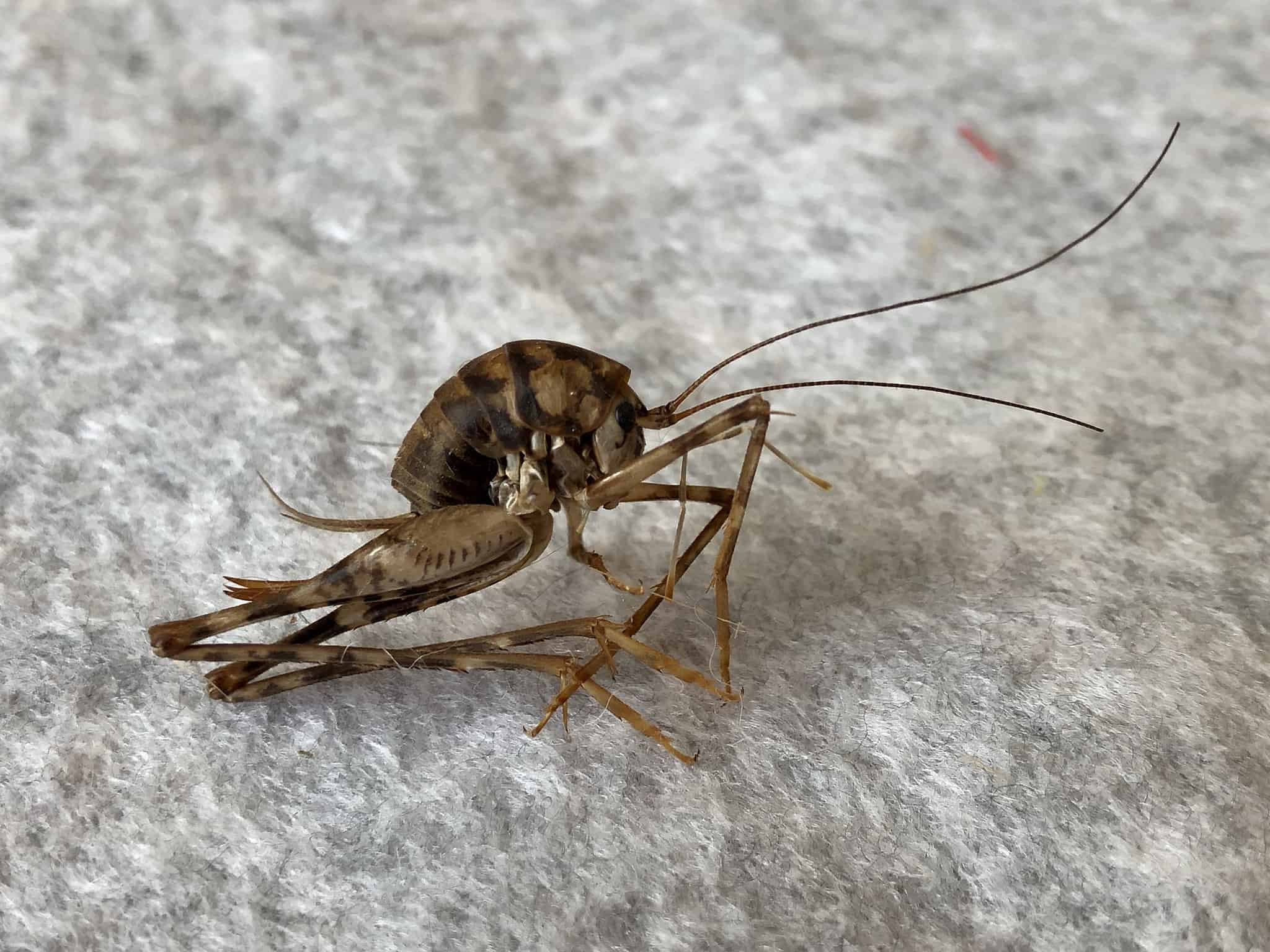 What Do Spider Crickets Eat?