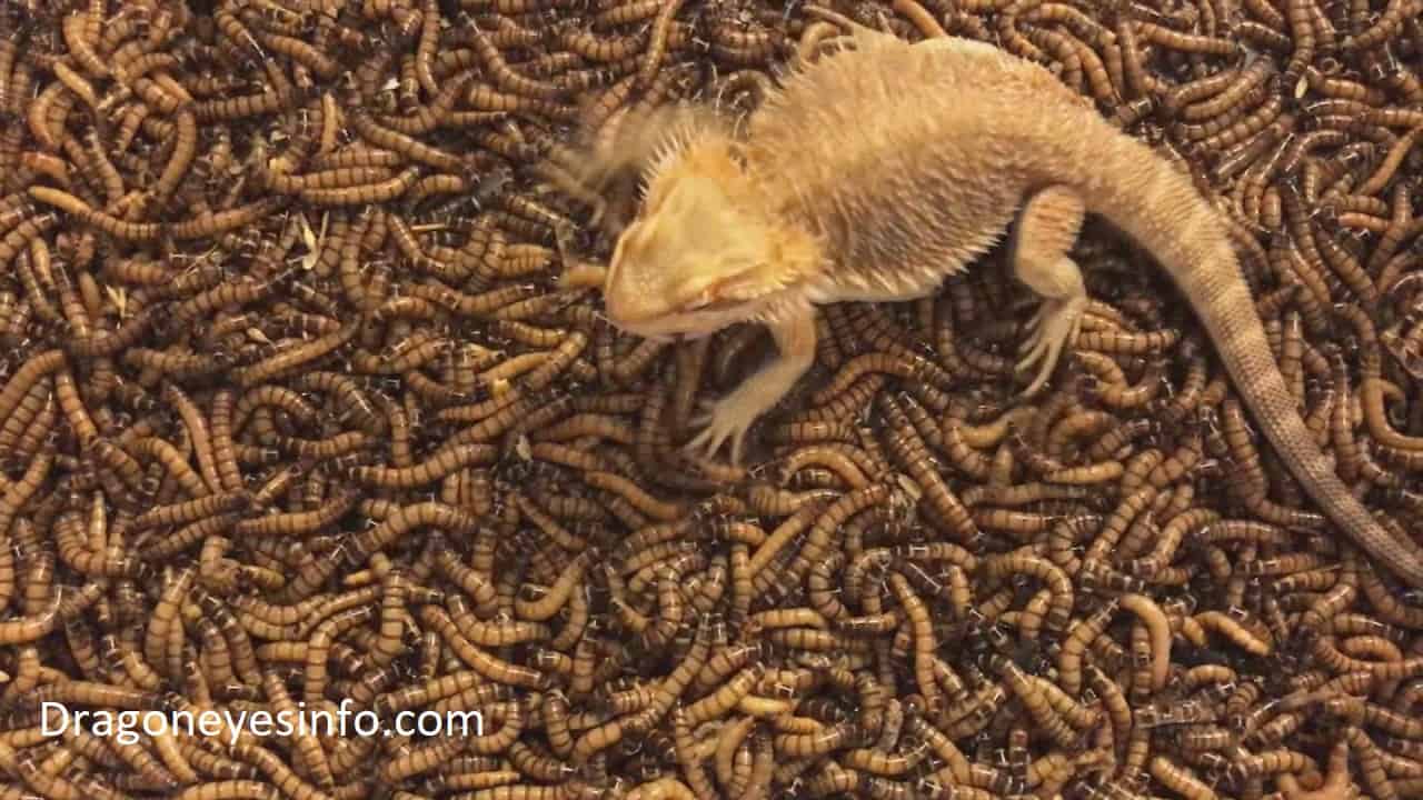 Should Your Bearded Dragon Eat Worms?