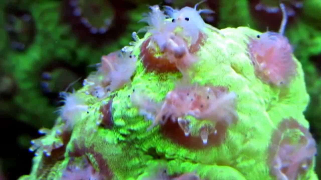 How to Feed a Brain Coral
