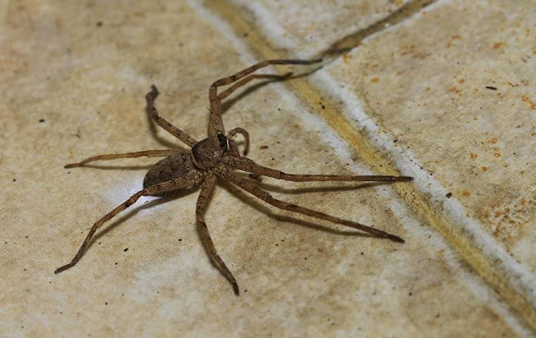 What Do Black House Spiders Eat?