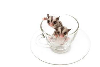 How Much Does a Sugar Glider Eat in One Day?