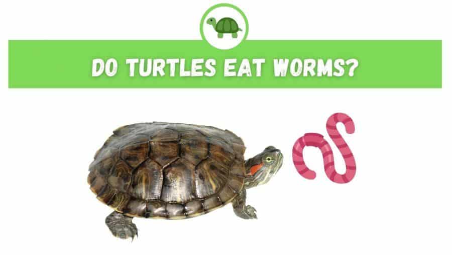What Can You Feed Turtles?