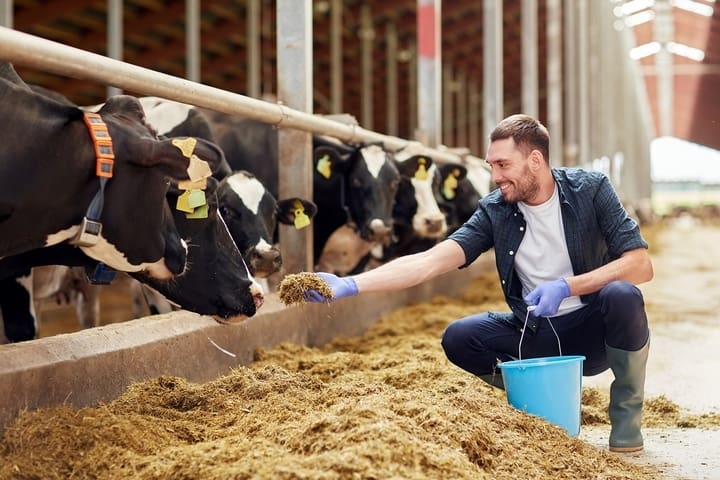 5 Good Treats For Cows 5 Good Treats For Cows