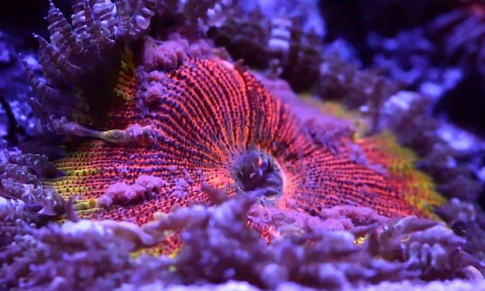 How to Get the Best Coral Food Reef Tank