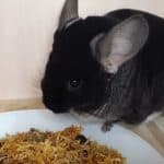 Pretty Pets Sugar Glider Food