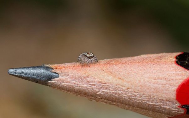 What Do Dust Spiders Eat?