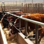 The Effects of Processed Corn Feed For Cows