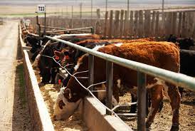 The Effects of Processed Corn Feed For Cows