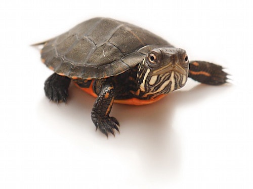 Eastern Painted Turtle Diet