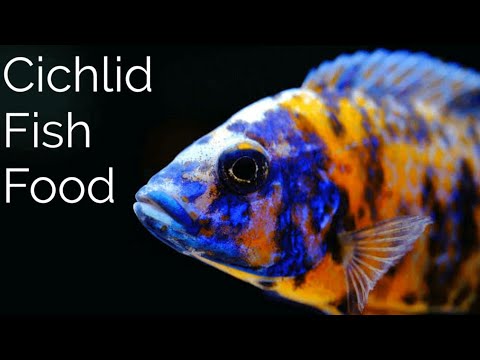 Which Fish Food is Best For Cichlids?