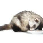 What Can Ferrets Not Eat?