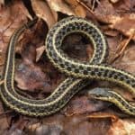 What Can I Feed My Snake Other Than Mice?