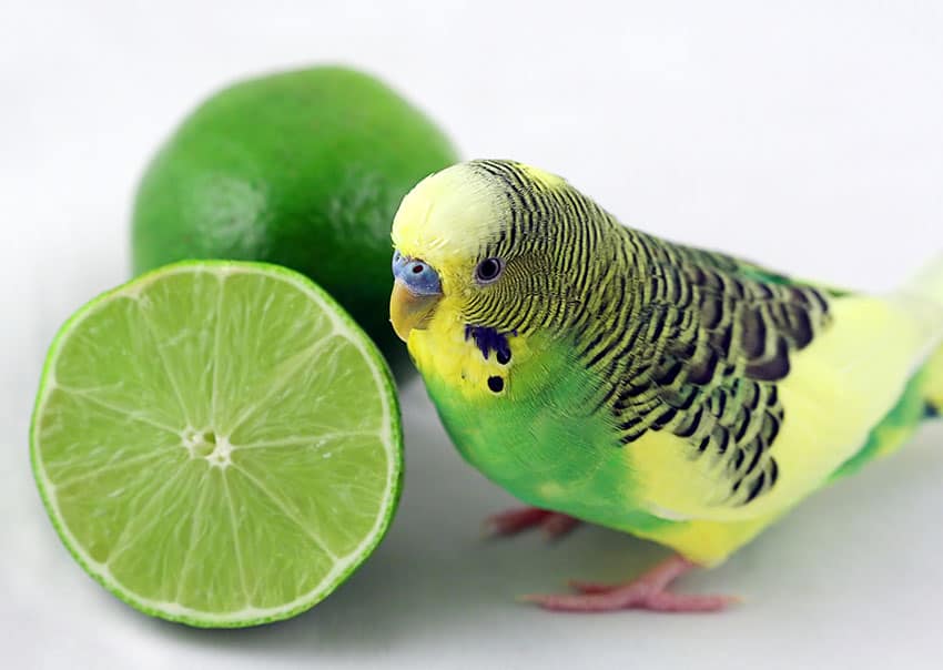 What Can Parakeets Not Eat