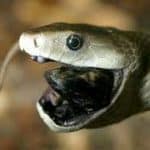 What Do Black Mambas Eat