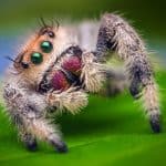 What Do Jumping Spiders Eat?