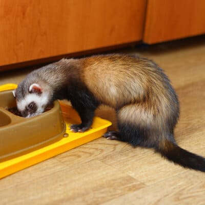 What Do You Feed a Pet Ferret