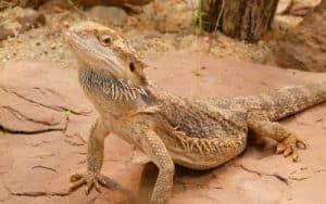 What Foods Bearded Dragons Love