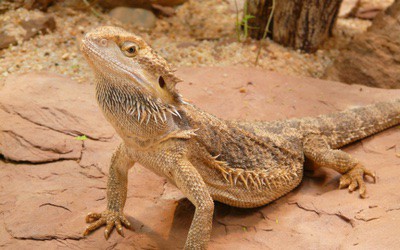 What Foods Bearded Dragons Love