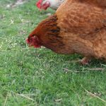 What Foods Should and Shouldn’t You Feed Your Chickens